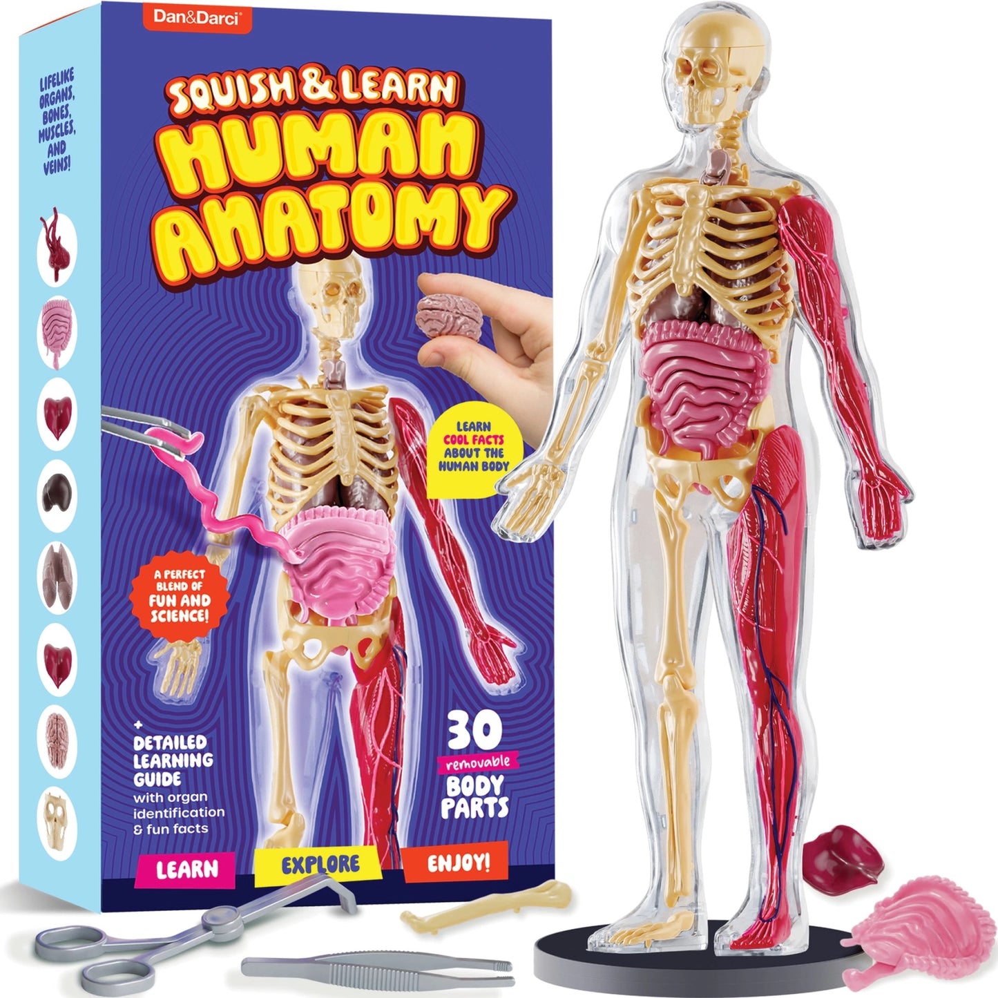 Squish & Learn Human Anatomy Squishy Body Model